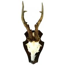 wall decoration of deer hunting trophy