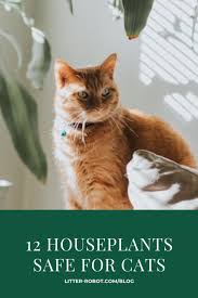 12 Houseplants Safe For Cats Learn