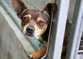 We appreciate your interest in adopting an animal from the oahu spca. Animal Shelters Peta