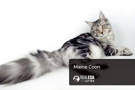 maine full cat breed profile