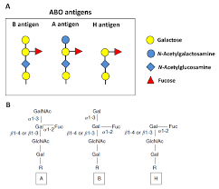 blood group antigens creative biolabs