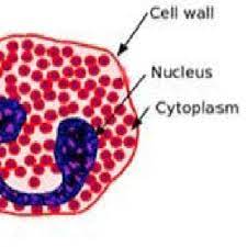 wbc structure eosinophil cell