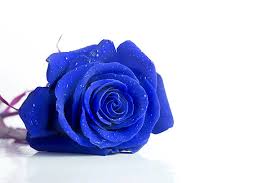 what is the meaning of blue roses