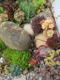 Some Photos Of My Succulent Rock Garden
