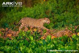 Jaguar Panthera Onca Classification Wild Cat Family