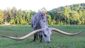 Horns Of Plenty Steer From Alabama Has Horn Span Wider Than