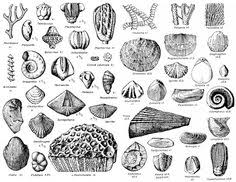 73 Best Fossil Drawings Images In 2019 Fossil Fossils