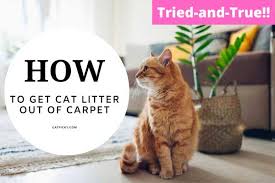 how to get cat litter out of carpet 4