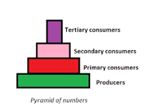 what-are-the-3-energy-pyramids