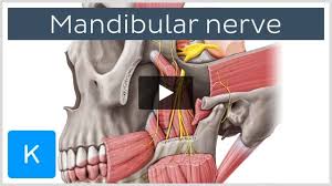 lingual nerve anatomy and function