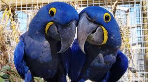 exotic macaws discover the