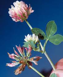 BALANSA CLOVER Trifolium michelianum