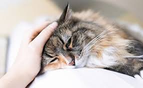 Cats with serious heart disease and hyperthyroidism need to be treated for both diseases. Caring For Cats With Cardiomyopathies Dvm360