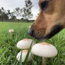 cachorro pode comer cogumelo riscos