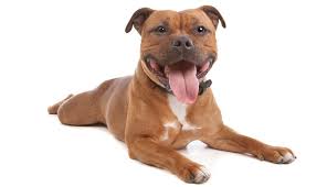 are staffordshire bull terriers the