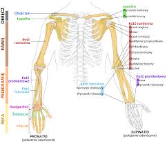 Human body skeleton arms hands wrist bones medical anatomical anatomy. Anatomy Of The Human Arm Anatomy Drawing Diagram