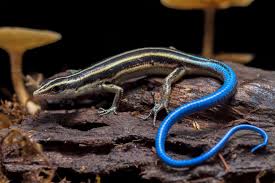 skinks eat in the wild and as pets