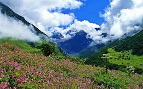 Uttarakhand valley of flowers