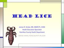 ppt head lice powerpoint presentation