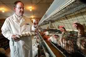 healthy hens hatch success for eggland
