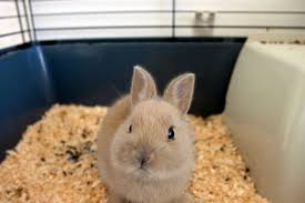 9 tips to keep a rabbit cage clean
