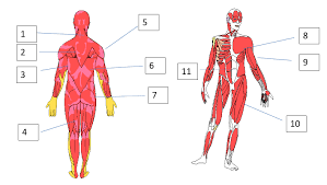 Simple Muscles Pt 1 Diagram Quizlet