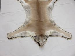 mountain lion cougar taxidermy rug for