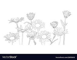 drawing daisy flowers royalty free