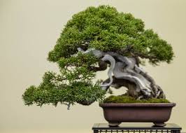 care guide for the juniper bonsai tree
