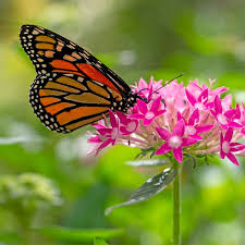 10 incredible monarch erfly facts