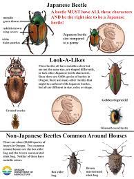 This natural living organism form of pest control, continues to spread and effect the grub population for years on end. Faqs Help Save Oregon From Japanese Beetle