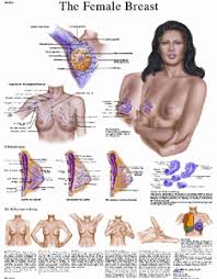 The Female Breast Chart Anatomy Pathology And Self