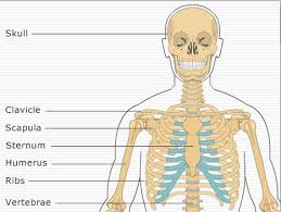 A free website study guide review that uses interactive animations to help you learn online about anatomy and physiology, human. Humanbody In Human Anatomy Resources Scoop It