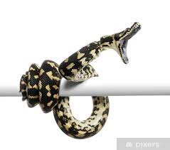 poster jungle carpet python ing