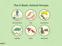 6 Basic Animal Groups