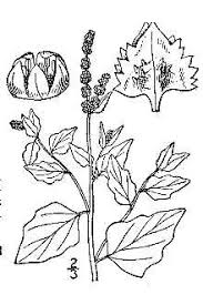 Plants Profile for Atriplex rosea (tumbling saltweed)