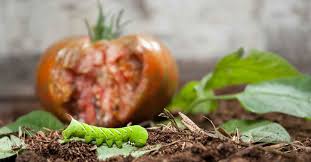 How To Control And Prevent Hornworms