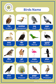 birds chart for kids