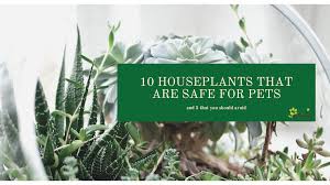 10 Indoor Plants That Are Safe For Dogs