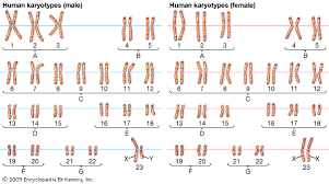 Chromosome Number Definition Haploid Diploid Britannica