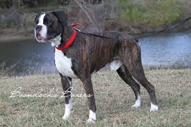 More boxer puppies / dog breeders and puppies in texas. Past Sires And Dams Boondocks Boxers Beautiful Healthy Home Raised American And European Boxer Puppies 903 588 5742