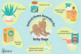 7 home remes for itchy dog skin