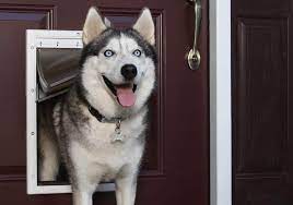 The Best Dog Door Options For The Home