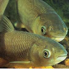 Grass Carp Information For Garden Ponds