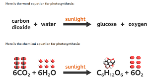 what is photosynthesis plant energy