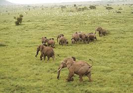 Elephant survey starts