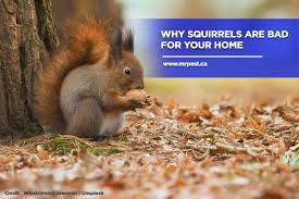 Why Squirrels Are Bad For Your Home