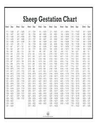 Sheep Gestation Calculator Related Keywords Suggestions