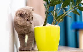 Guide To Pet Friendly House Plants