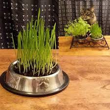 Buy now a 6 galvanized pail with plastic liner $6.96 a1 6. How To Grow Cat Grass 5 Steps With Pictures Instructables